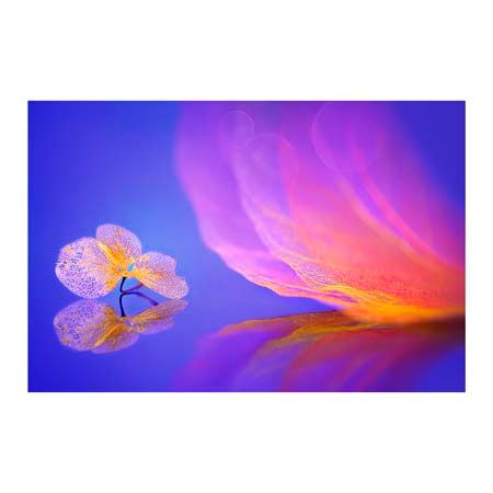 1x Collection Open Edition Canvas Giclee :"Dream"
