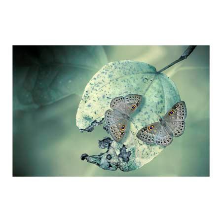 1x Collection Open Edition Canvas Giclee :"Duet"