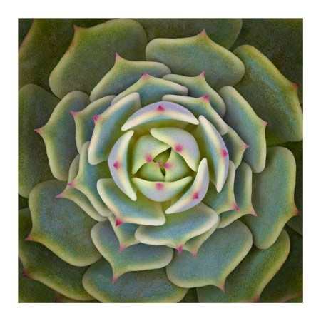 1x Collection Open Edition Canvas Giclee :"Echeveria Ben Badis"