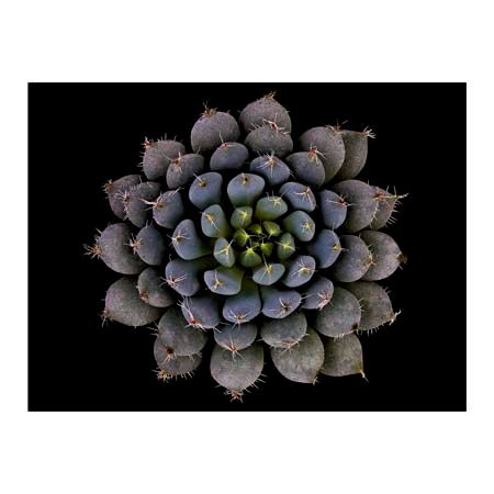 1x Collection Open Edition Canvas Giclee :"Echeveria Setosa Var Deminuta I"