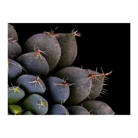 1x Collection Open Edition Canvas Giclee :"Echeveria Setosa Var Deminuta II"