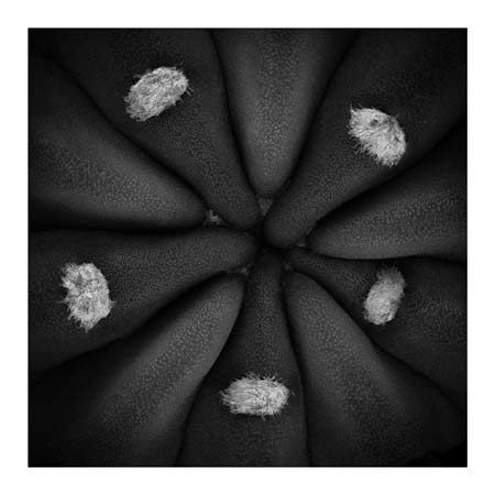 1x Collection Open Edition Canvas Giclee :"Echinopis Abstract"