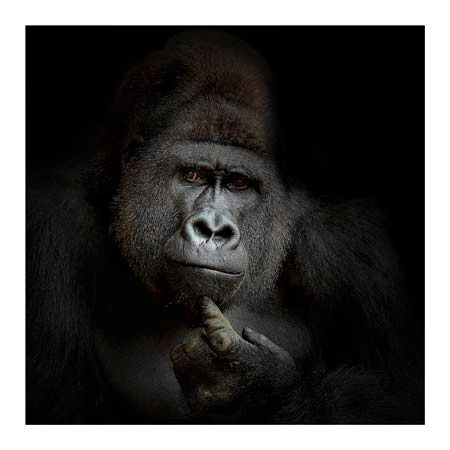 1x Collection Open Edition Canvas Giclee :"ego cogito ergo sum"