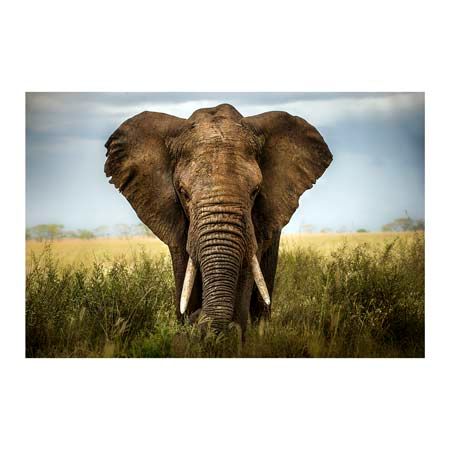 1x Collection Open Edition Canvas Giclee :"Encounters in Serengeti" 1x Collection Open Edition Canvas Giclee :"Encounters in Serengeti"