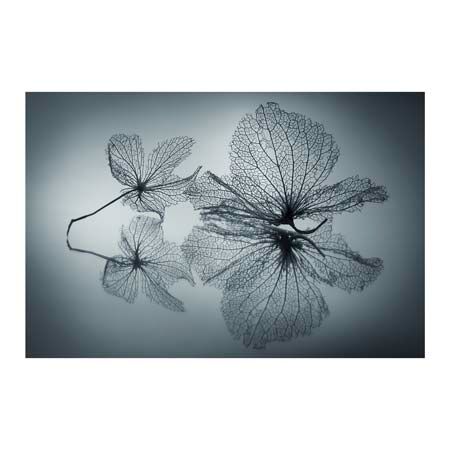 1x Collection Open Edition Canvas Giclee :"Ephemeral Beauty"