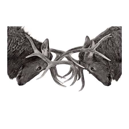 1x Collection Open Edition Canvas Giclee :"Eye to Eye Elk Fight"