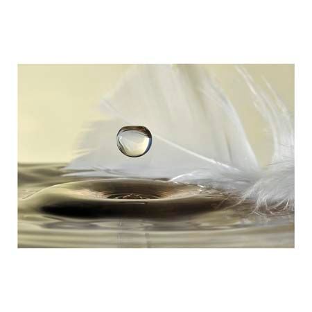 1x Collection Open Edition Canvas Giclee :"Feathers Drop"