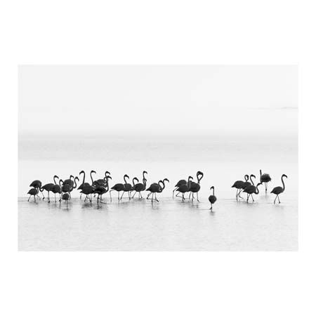 1x Collection Open Edition Canvas Giclee :"Flamingos"