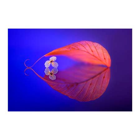 1x Collection Open Edition Canvas Giclee :"Flower in Heaven"