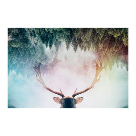 1x Collection Open Edition Canvas Giclee :"Forest Deer"