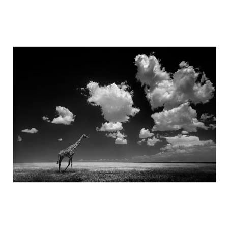 1x Collection Open Edition Canvas Giclee :"Gone with the Clouds"