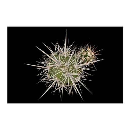 1x Collection Open Edition Canvas Giclee :"Grusonia Kunzei"