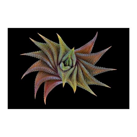 1x Collection Open Edition Canvas Giclee :"Haworthia Limifolia"
