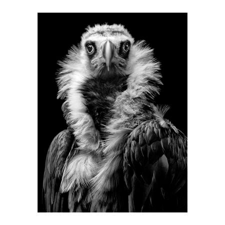 1x Collection Open Edition Canvas Giclee :"His Eminence"