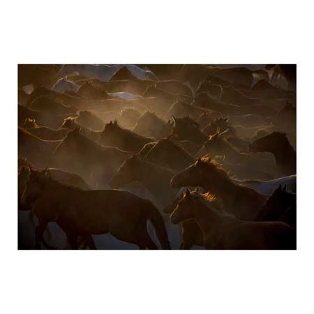 1x Collection Open Edition Canvas Giclee :"Horses"