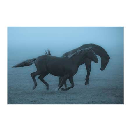 1x Collection Open Edition Canvas Giclee :"Horses in the Fog"