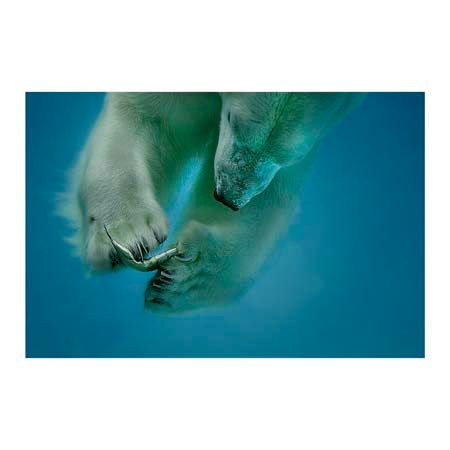 1x Collection Open Edition Canvas Giclee :"Icebarer"