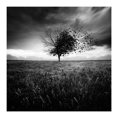 1x Collection Open Edition Canvas Giclee :"Illusion d un Printemps Perdu"