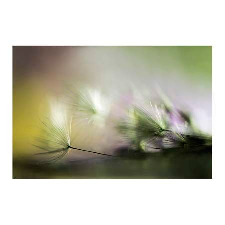 1x Collection Open Edition Canvas Giclee :"In the Morning"
