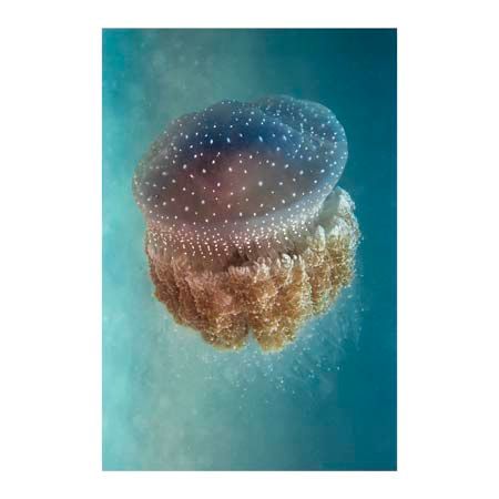1x Collection Open Edition Canvas Giclee :"Jellyfish - Phylorhiza Punctata"