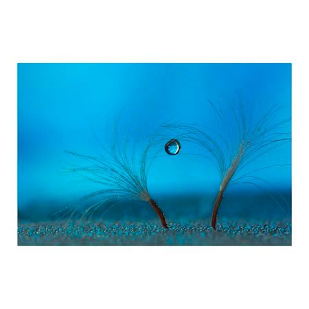 1x Collection Open Edition Canvas Giclee :"Keep the Balance"