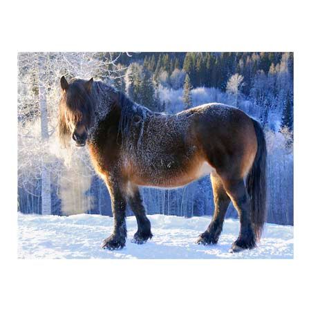 1x Collection Open Edition Canvas Giclee :"King of the Valley"