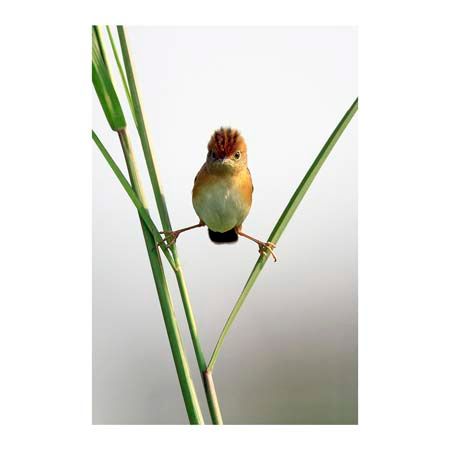 1x Collection Open Edition Canvas Giclee :"Kung Fu Master" 1x Collection Open Edition Canvas Giclee :"Kung Fu Master"