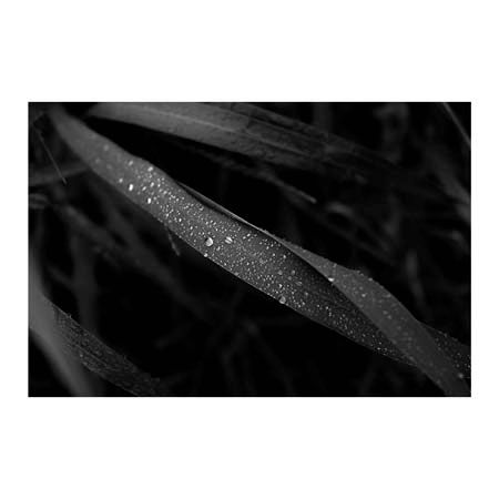 1x Collection Open Edition Canvas Giclee :"L1032940"