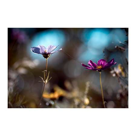 1x Collection Open Edition Canvas Giclee :"Le Lien"