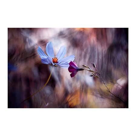 1x Collection Open Edition Canvas Giclee :"Le Rendez Vous"