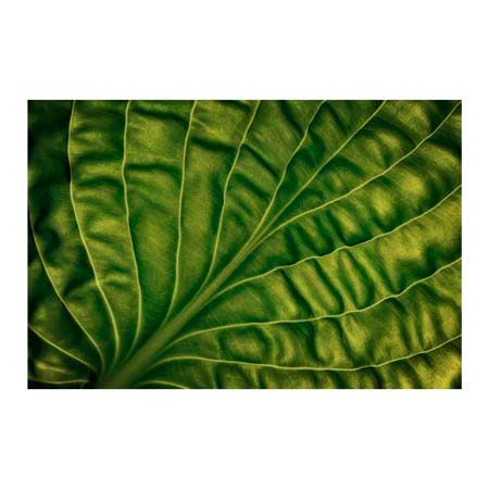 1x Collection Open Edition Canvas Giclee :"Leaf of a Hosta"