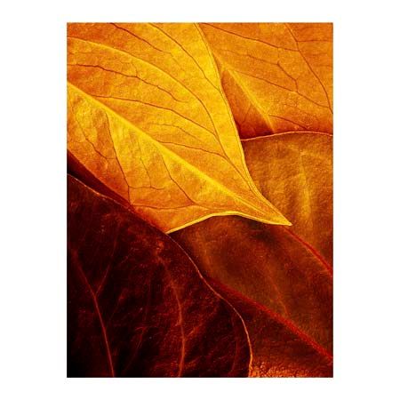 1x Collection Open Edition Canvas Giclee :"Leaves"