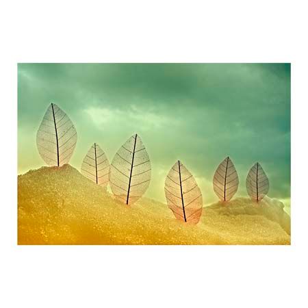 1x Collection Open Edition Canvas Giclee :"Leaves II"