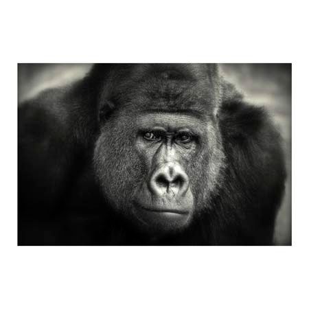 1x Collection Open Edition Canvas Giclee :"Little Smile"