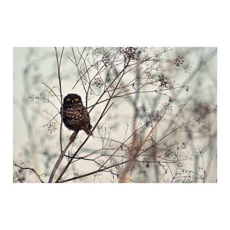 1x Collection Open Edition Canvas Giclee :"Look at Me"