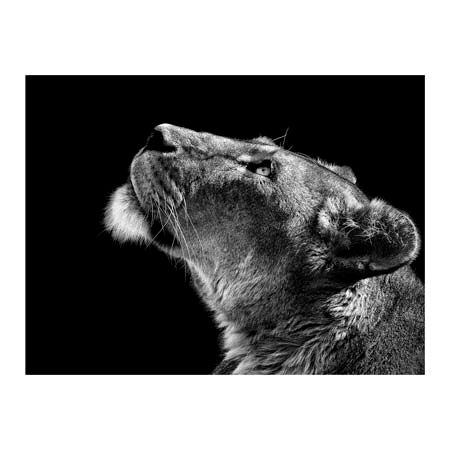 1x Collection Open Edition Canvas Giclee :"Looking Up" 1x Collection Open Edition Canvas Giclee :"Looking Up"
