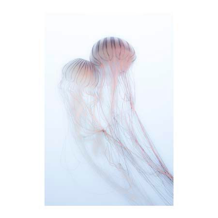 1x Collection Open Edition Canvas Giclee :"Lovers" 1x Collection Open Edition Canvas Giclee :"Lovers"