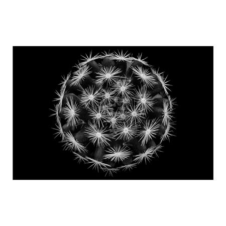 1x Collection Open Edition Canvas Giclee :"Mammillaria"
