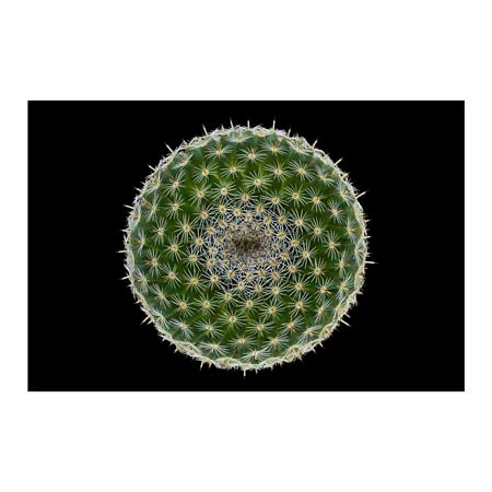 1x Collection Open Edition Canvas Giclee :"Mammillaria"
