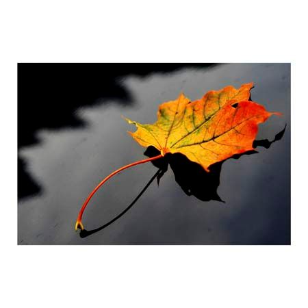 1x Collection Open Edition Canvas Giclee :"Maple Leaf"