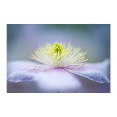 1x Collection Open Edition Canvas Giclee :"Mayleen"