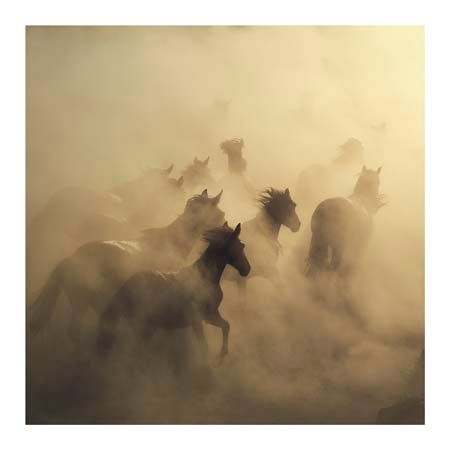1x Collection Open Edition Canvas Giclee :"Migration of Horses"
