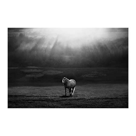 1x Collection Open Edition Canvas Giclee :"Morning Appearance" 1x Collection Open Edition Canvas Giclee :"Morning Appearance"