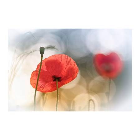 1x Collection Open Edition Canvas Giclee :"Morning Poppies"