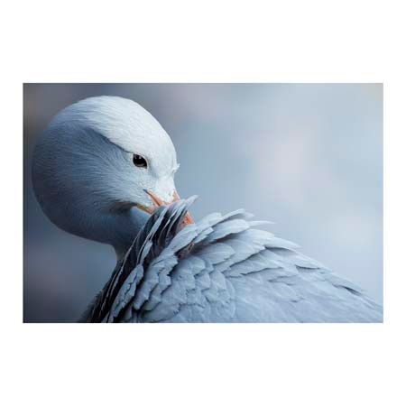 1x Collection Open Edition Canvas Giclee :"Natural Beauty"