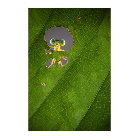 1x Collection Open Edition Canvas Giclee :"Nature Frame"