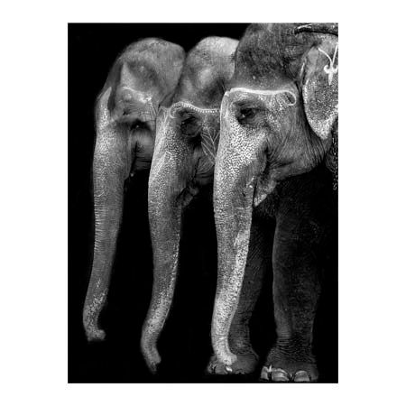 1x Collection Open Edition Canvas Giclee :"Natures Great Masterpiece"