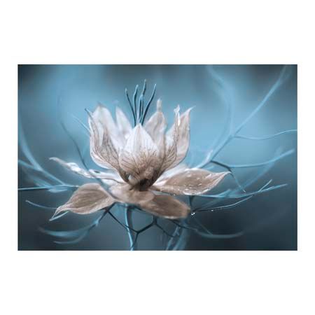 1x Collection Open Edition Canvas Giclee :"Nigella"
