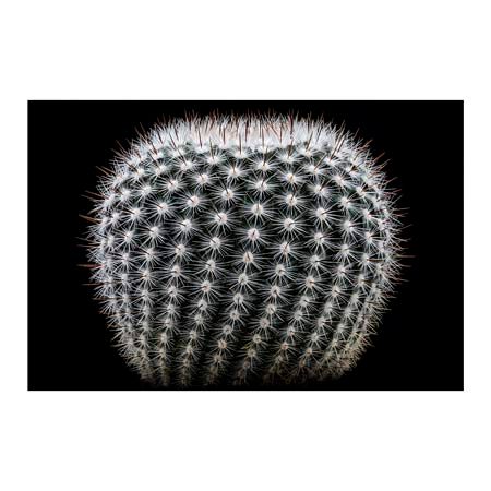 1x Collection Open Edition Canvas Giclee :"Notocactus Scopa I"