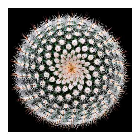 1x Collection Open Edition Canvas Giclee :"Notocactus Scopa II"